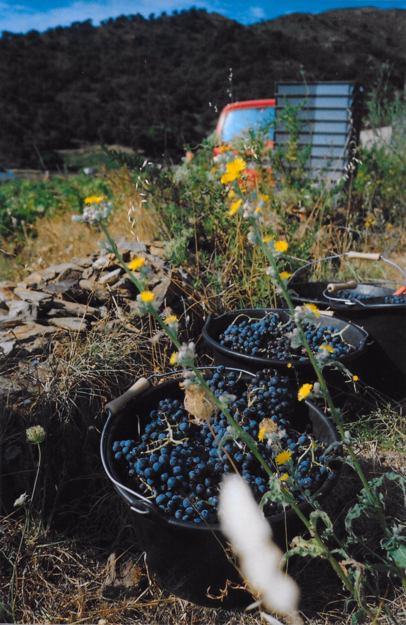 Vendanges — raisins récoltés dans des seaux